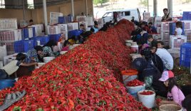 Gaziantep’te tarım işçilerinin ‘acı’ mesaisi
