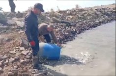Sulama kanallarında mahsur kalan binlerce balık göletlere taşındı