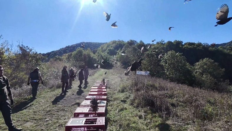 Zonguldak’ta jandarma ve DKMP ekipleri onlarca sülün saldı