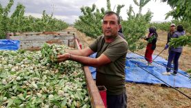 Yeşilhisar’da badem hasadı başladı; 15 ton rekolte beklentisi