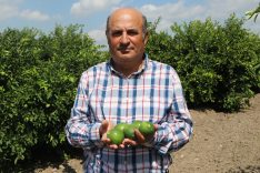 Adana’da yeni sezon limona ‘yatak limon’ engeli