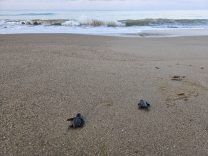 Belek’te 100 bin caretta yavrusu denize ulaştı