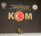 Beslenmesi yasak maymun korumaya alındı