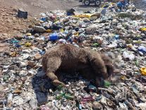 Bingöl’de 3 bozayının öldürülmesine ilişkin çalışma başlatıldı