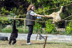 Dört primatın İzmir’deki yeni hayatına eski bakıcıları da eşlik ediyor