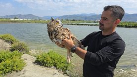 Hatay’da vurulan puhu cinsi baykuş, tedaviye alındı