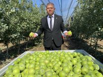 Isparta’da elma hasadı başladı; rekolte beklentisi 1 milyon 250 bin ton