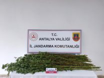 Serik’te 80 kök kenevir ele geçirildi