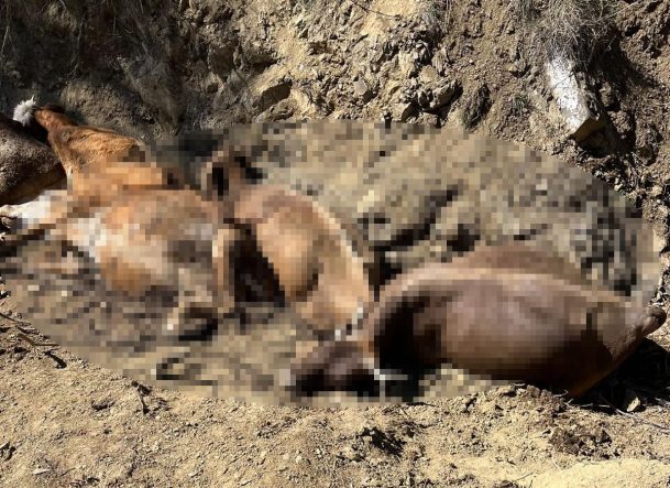 Sivas’ta 16 büyükbaş, 2 metre yükseklikten düşerek öldü
