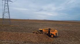 Tekirdağ’da şeker pancarında dekar başına 10 ton verim elde edildi