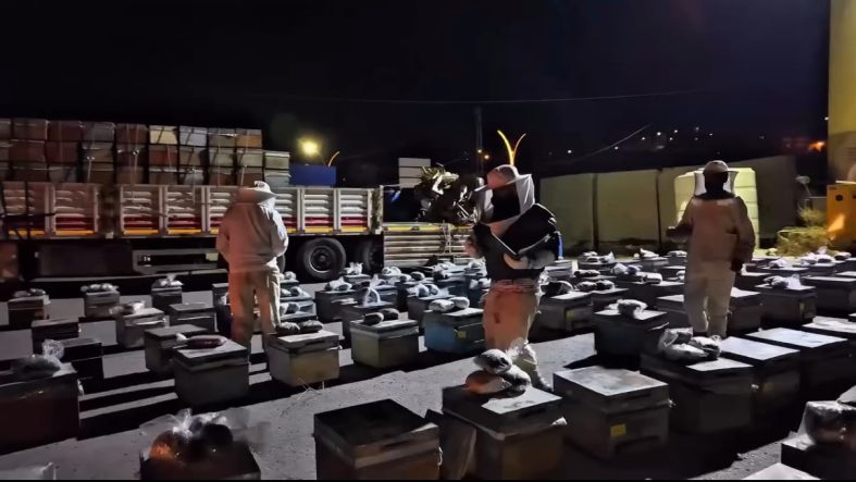 TIR’da arı kovanlarına gizlenmiş 91 kilo uyuşturucu ele geçirildi; 3 gözaltı