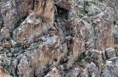 Yaban keçileri Keşiş Dağları’nda sürü halinde görüntülendi