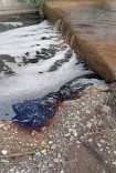Yalova açıklarında deniz yüzeyi kırmızıya boyandı