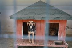 Yangında kurtarılan köpekler yuva bekliyor