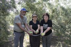 Zeytin desteği çiftçinin yüzünü güldürüyor